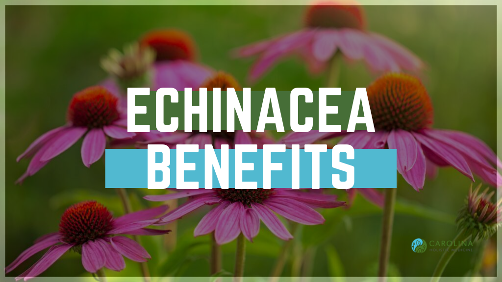 The Benefits of Echinacea to Reduce Stress and Improve Health
